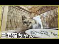 今度は三毛猫ちゃんがまたまたやってきました