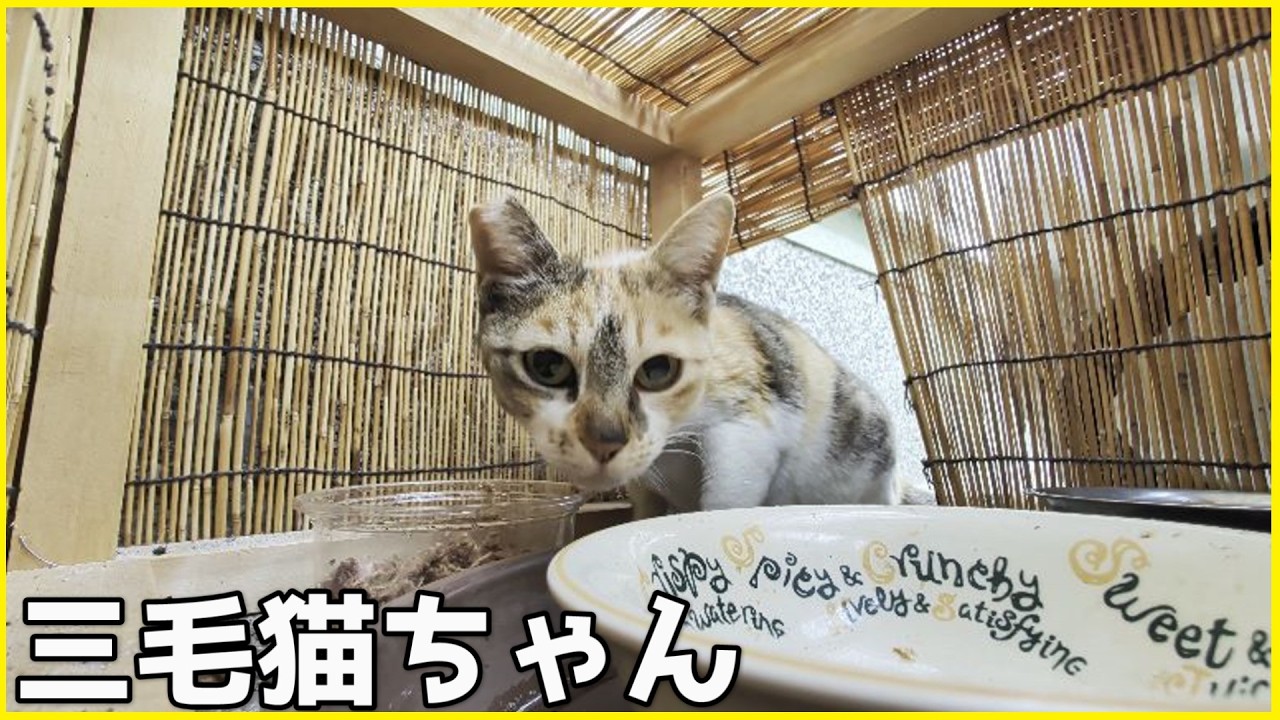 今度は三毛猫ちゃんがまたまたやってきました