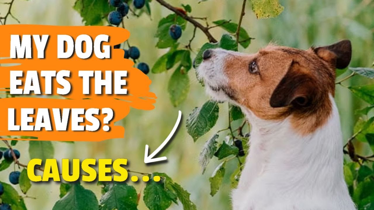 ¿WHAT Happens When a DOG Eats LEAVES? 🐶🍂 Reasons and Tips