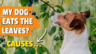 ¿WHAT Happens When a DOG Eats LEAVES? 🐶🍂 Reasons and Tips Why Do Dogs Eat Leaves