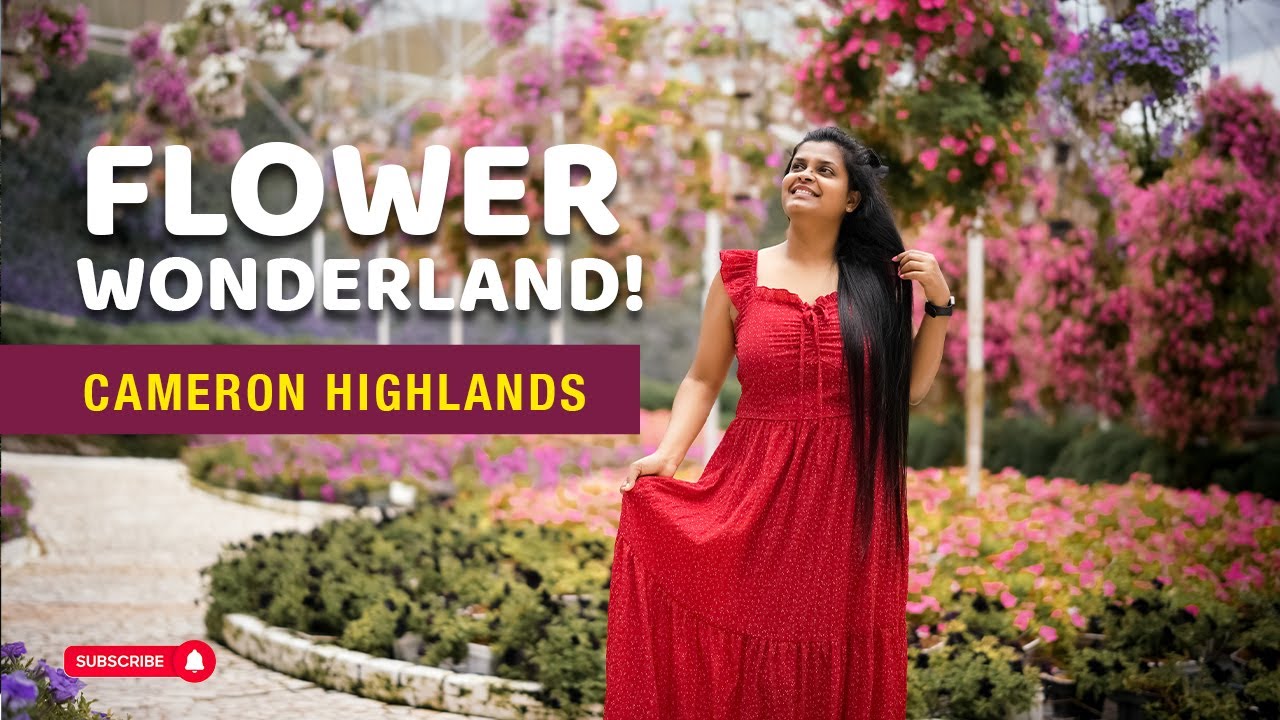 Парк флоры Кэмерон-Хайлендс 🌸 | Волшебная прогулка по самому красивому цветнику Малайзии!