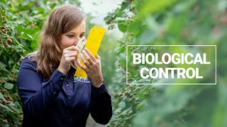 Why using biological control in crops?