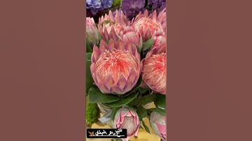 📜سورة الزمر الآية(22) |بصوت القارئ الشيخ ماهر المعيقلي📜