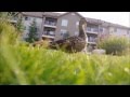 Summer With the Ducks
