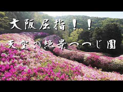 大阪屈指！！ 天空の絶景つつじ園：One of Osaka's best!! A