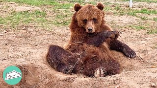 Caged Bear Breaks Free And Finds The Love Of His Life | Cuddle Buddies