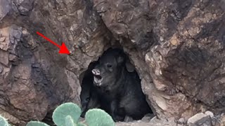 VICIOUS  Javelinas !