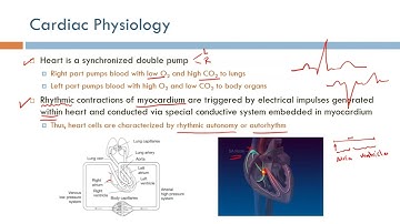 Electrocardiography (ECG) (Part 1)- Biomedical Instrumentation Course Recordings - Fall 2021