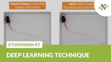 Deep learning versus contour based tracking | EthoVision XT 17