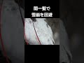 間一髪で雪崩を回避 #shorts