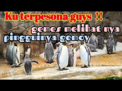 VLOG MELIHAT PINGUIN DI OCEAN PARK HONGKONG