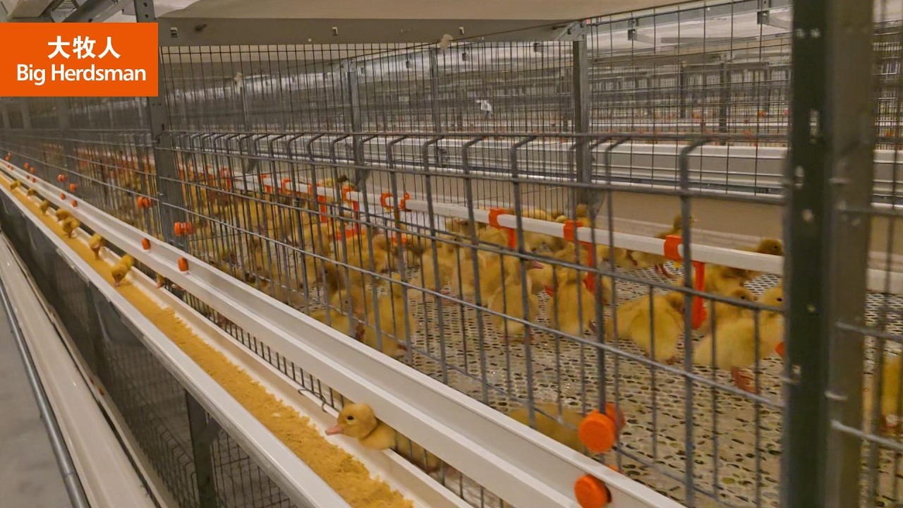 Big Herdsman|Modern Meat Duck Cage Farming System | Automated Duck Farm ...