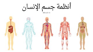 أنظمة جسم الإنسان