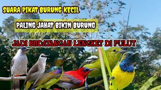 suara pikat burcil paling kejam burung langsung pada lengket di pulut