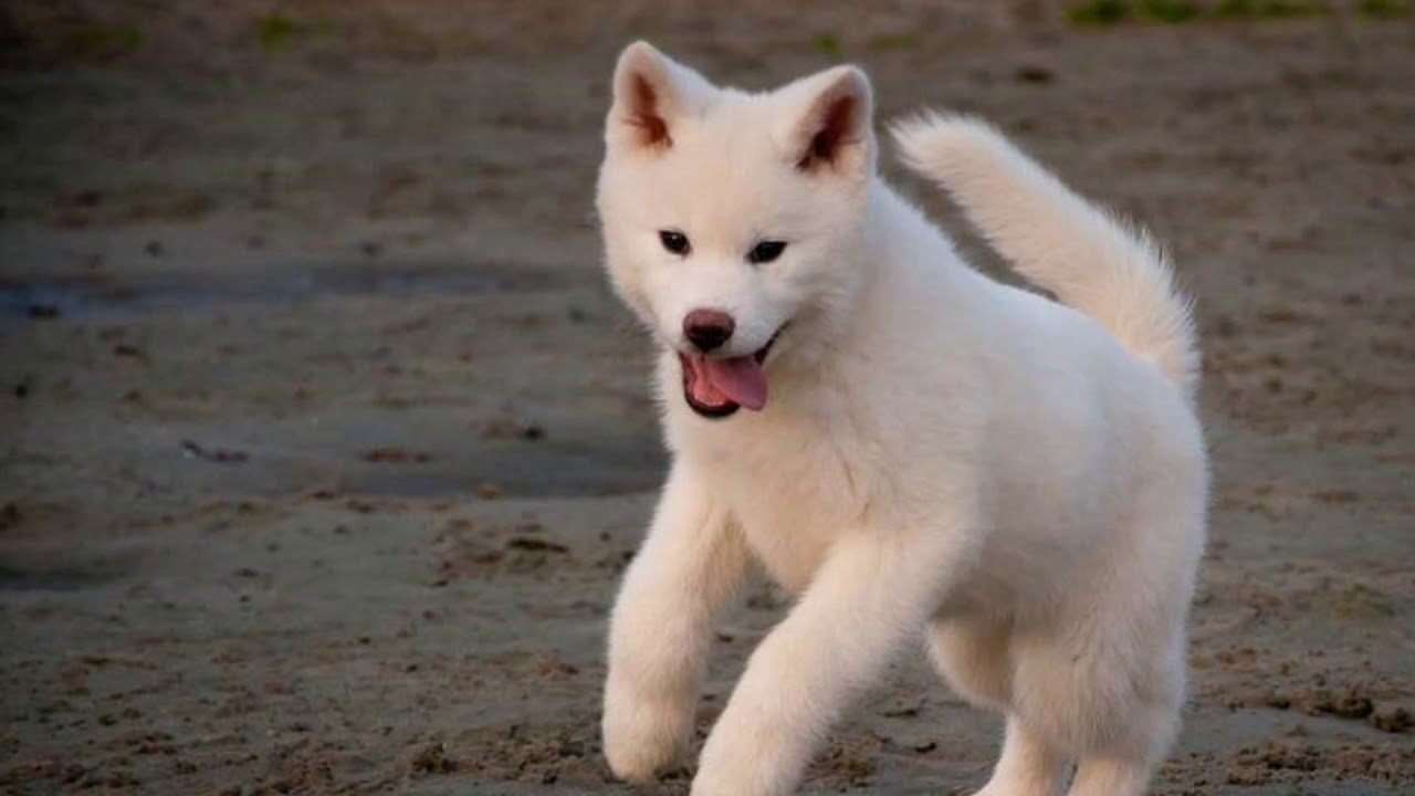 akita inu albino