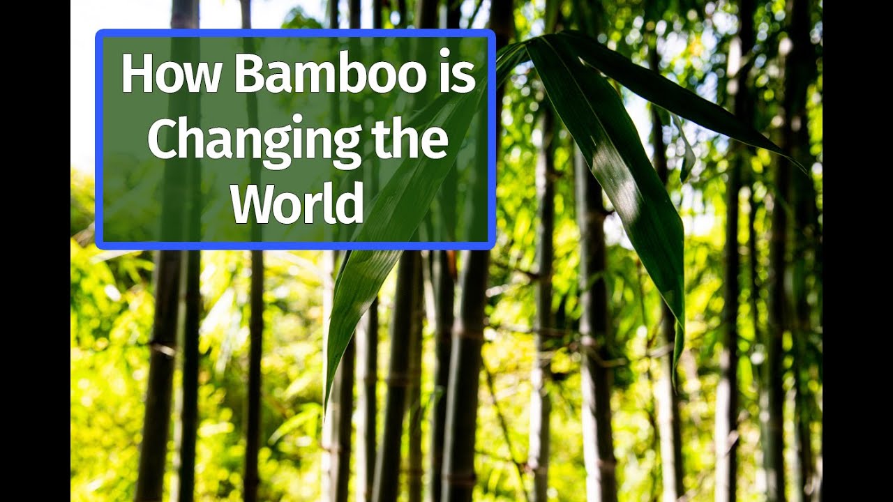 Discover the Environmental Benefits of Bamboo - YouTube