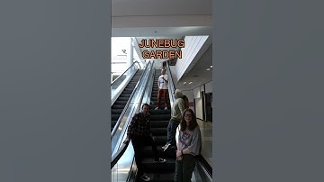 Thumbnail of 1 Like = 1 Junebug Mailed to Your House #junebug #garden #mall #band #pop #music #musictok #pose