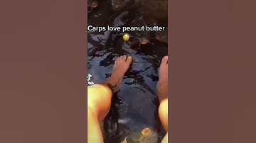 CARPS LOVE PEANUT BUTTER! #shorts
