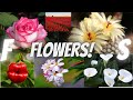 Very beautiful flowers.. #14/ Очень красивые цветы.. #14