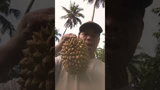 the last falling durian