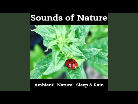 Butterfly Traces (Night Sounds)
