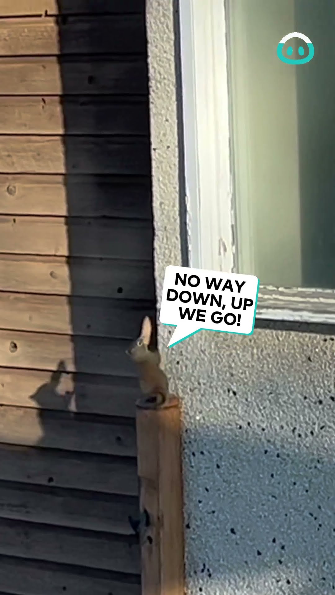 Spider Squirrel Crawls on Wall || ViralHog
