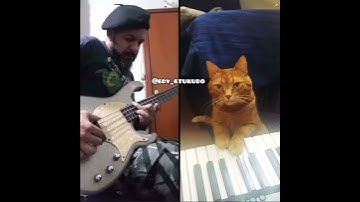 The most amazing music duet on earth 😂😂😂. A cat played the piano !!