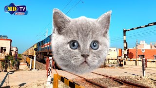 vansh mor cat train funny video | bili train video funny | cat video | animal video | train video