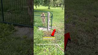 This Dog Remembers His Psychological Conditioning a Little Too Well