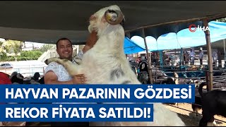 Hayvan Pazarının Gözdesi Oldu! Dev Honamlı Keçisi Rekor Fiyata Satıldı | AGRO TV Haber