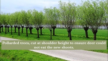 Paper 1 - Living World - Epping forest