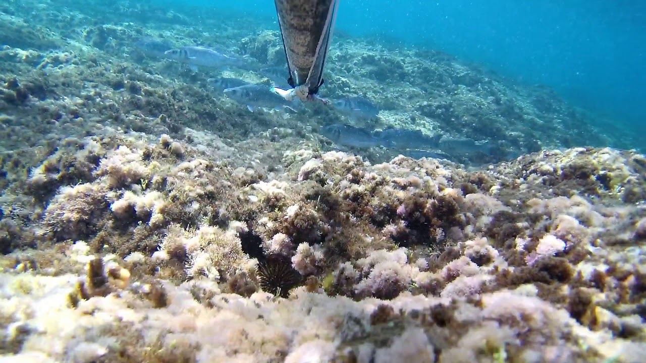 Spearfishing Pesca Sub Lanzarote 2019: Lubinas a la espuma - Sagra della spigola - 20 Marzo 2019