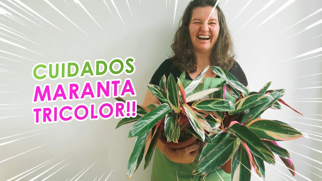 MARANTA TRICOLOR como CUIDAR e fazer MUDAS