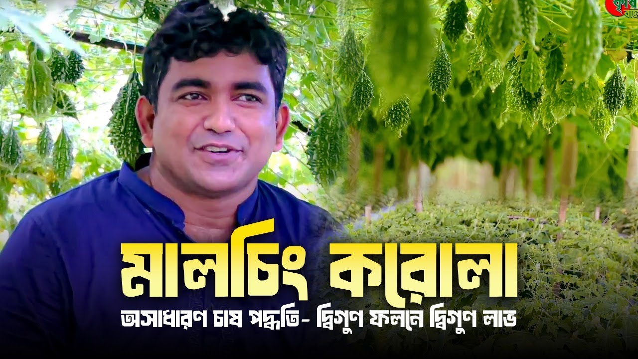 মালচিং করোলা- অসাধারণ চাষ পদ্ধতি- দ্বিগুণ ফলনে দ্বিগুণ লাভ