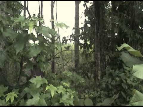 Stranded Trailer