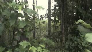 Stranded Trailer