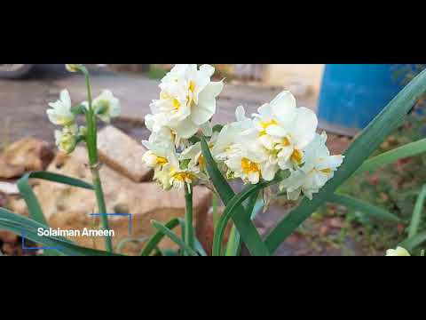 بعدك بقلبي وردة الوردات فيروز