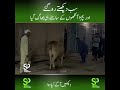 setup pakistan