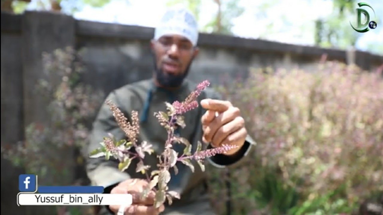 IJUE  FAIDA NA TOFAUTI YA MITI AINA YA KIVUMBASI NA MATUMIZI YAKE | SHEIKH YUSSUF BIN ALLY