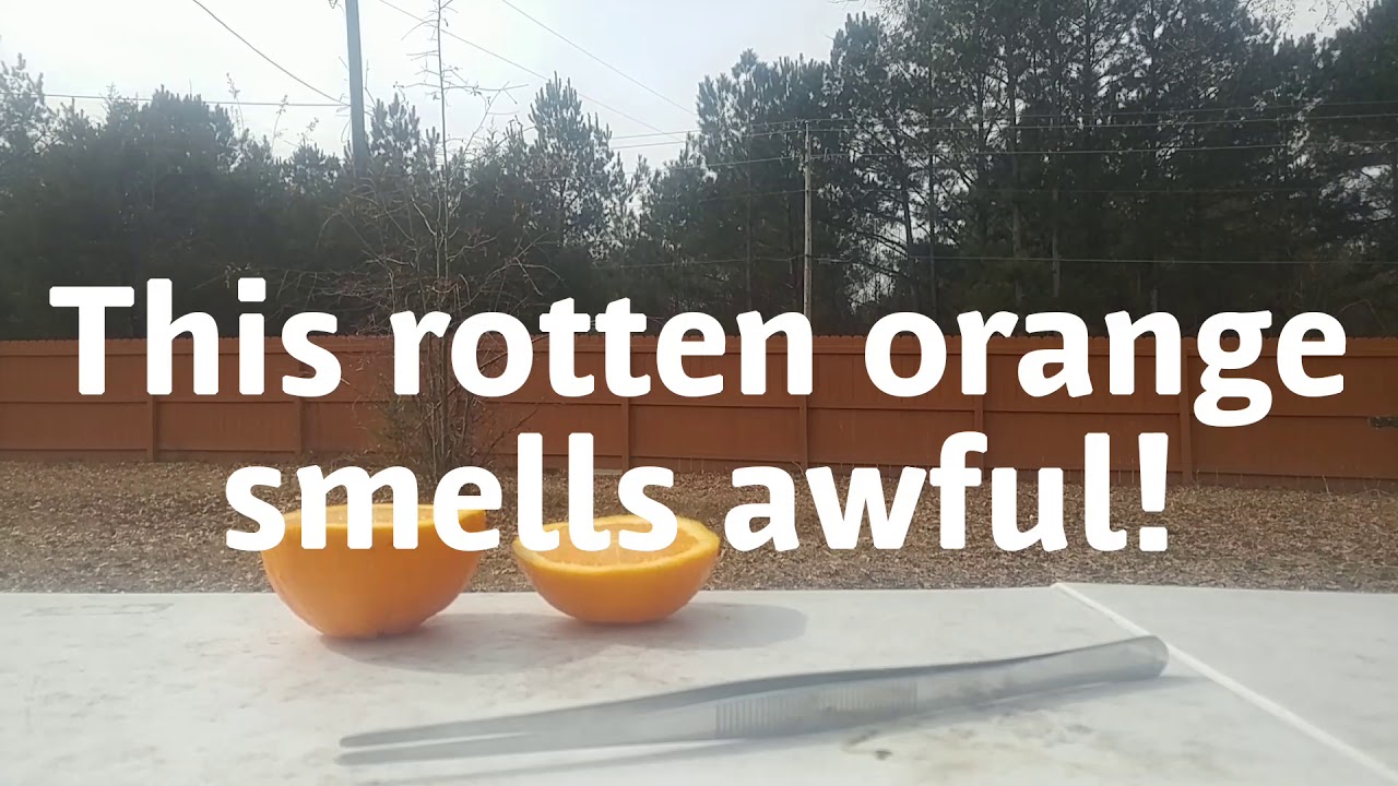 What's inside a rotten orange???