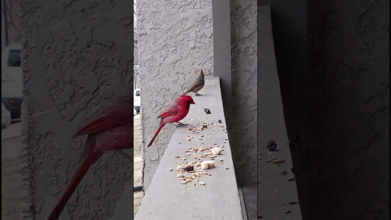 Female Cardinals causing males to fight