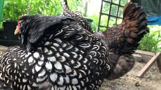 Double Laced Barnevelder Chickens