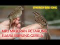 Suara Tarungan Burung Gereja Jernih Sparrow Bird Song Mp3 - Mp4 Download