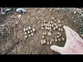 Metal Detecting : Searching For Civil War Relics : Antietam Campaign