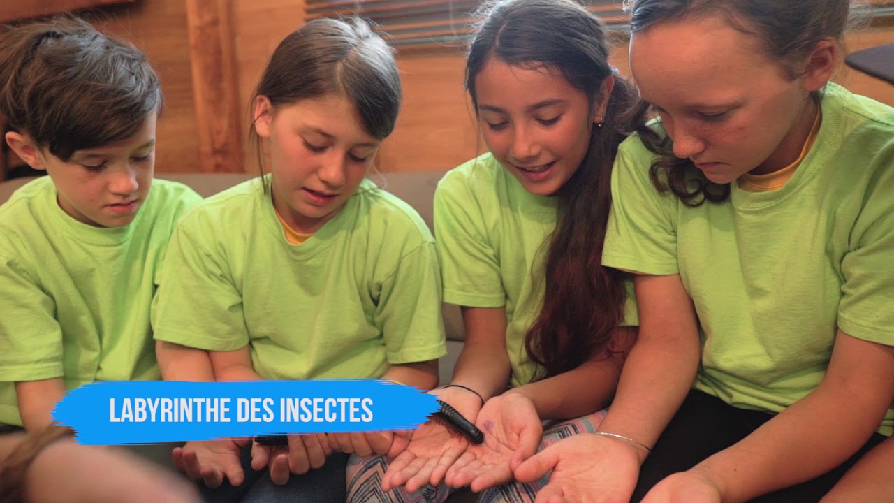 Labyrinthe des Insectes - YouTube