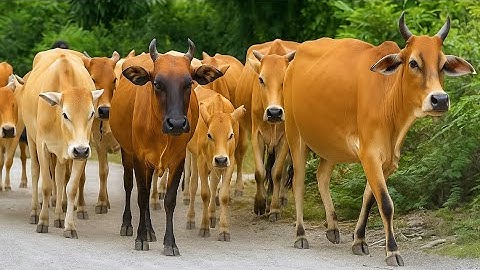 Gembala Kerumunan Sapi lembu jinak, suara Sapi Moo, Kawanan Sapi lucu berjalan menuju kandang