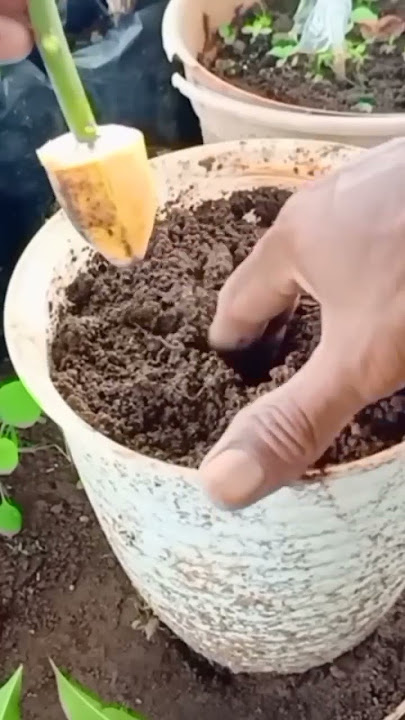 ide kreatif cara stek mangga pakai pisang #experiment
