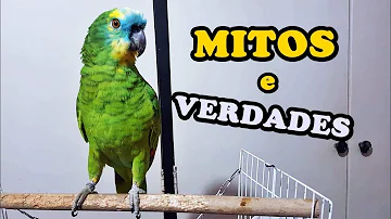 Qual o feminino da palavra papagaio?