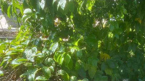 Tree of Life, the Lignum Vitae