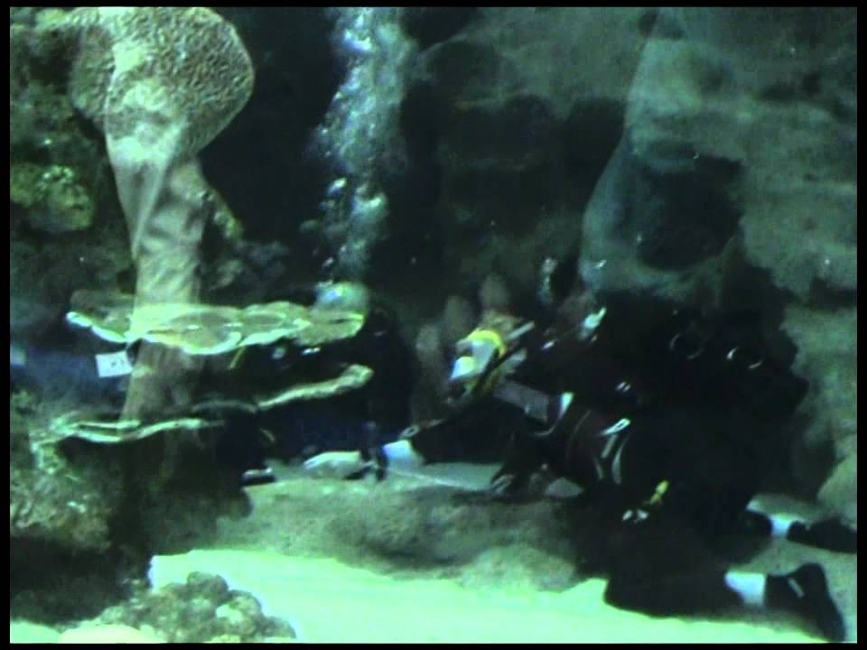 Sandra blue planet shark dive(1/2)